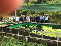 Hội Làm vườn tỉnh Cao Bằng tổ chức tuyên truyền, tham quan mô hình nuôi ốc bươu đen và các loại cá da trơn tại xã Đại Tiến, huyện Hòa An cho các hội viên