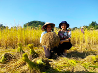 Kết quả bước đầu trong việc nghiên cứu, bảo tồn phục tráng và phát triển giống lúa nếp cẩm bản địa
