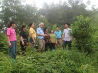Mô hình trồng cây Mắc ca tại xã Phục Hoà tỉnh Cao Bằng phát triển tốt