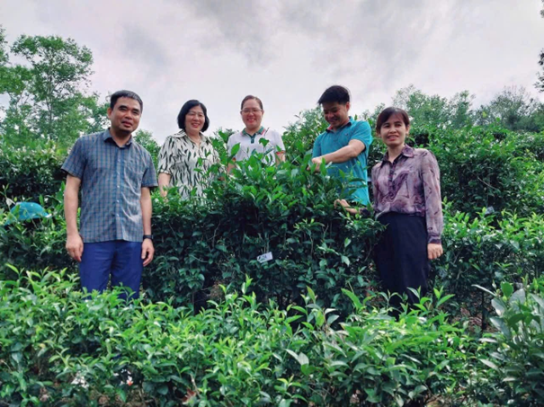 Cây chè Đoỏng Pán ưu tú được tuyển chọn để phục vụ công tác nhân giống